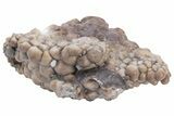 Fossil Crinoid (Actinocrinites) - Crawfordsville, Indiana #215815-3
